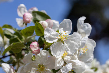 Naklejka na ściany i meble White flowers of apple tree. Detailed view.