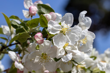 Fototapeta premium White flowers of apple tree. Detailed view.