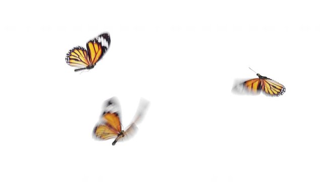 Beautiful Orange Colored Butterflies Monarch Danaus Plexippus Fly into the Screen, Sit Down and Fly Away. White Green Backgrounds Close-up. Loop-able 3d Animation with Alpha. 4k Ultra HD 3840x2160