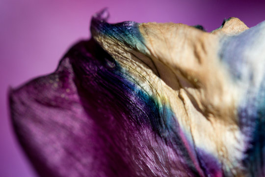 Close-up Of Purple Flower Petal