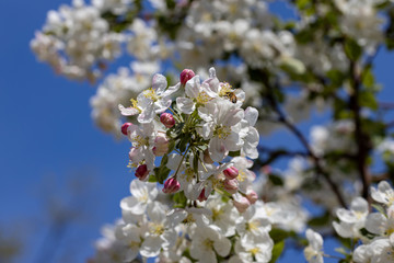 White flowers of apple tree. Detailed view.