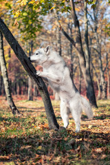 A young grey and white Siberian husky male dog with brown eyes is climbing on a tree. There are a lot of colorful yellow and red leaves. It's a sunny October autumn day.