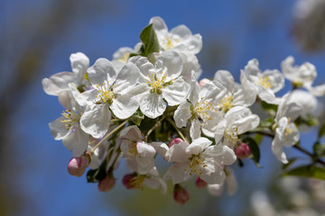 White flowers of apple tree. Detailed view.