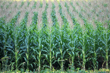 Corn grows in the field