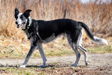 Beautiful border heeler dog walking on hot summer day