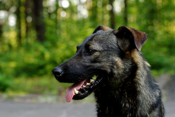 german shepherd dog