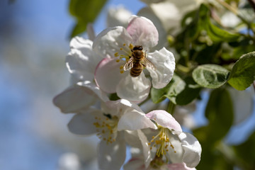 Fototapeta premium A bee on a white flower of an apple tree. Detailed view.