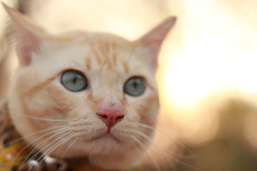 close up of orange cat look something