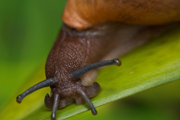 Snail gliding on the leaves. Large white snails with brown striped shell