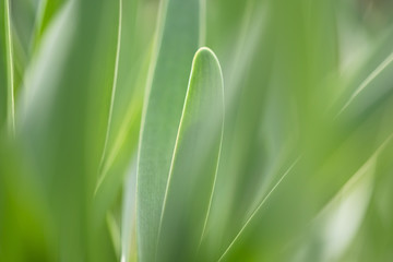 Green background. Green grass close-up with shallow depth of field.
