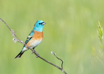 Lazuli Bunting (Passerina amoena), Joseph D Grant Park, Santa Clara County, California, USA