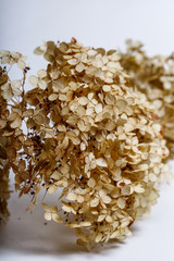 dried flowers isolated on white background