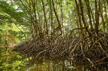 mekong Mangroven