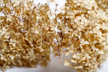 dried flowers isolated on white background