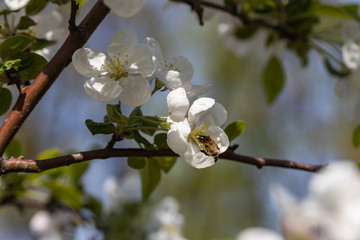 A bee on a white flower of an apple tree. Detailed view.