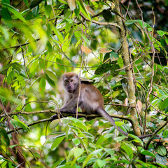 Crab Monkey on hiking trail in Singapore MacRitchie Nature Trail