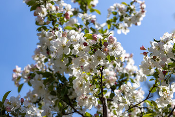 White flowers of apple tree. Detailed view.