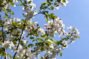White flowers of apple tree. Detailed view.