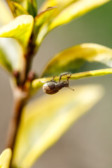 A small insect beetle in a spring garden sits on a green leaf of a plant