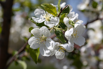 White flowers of apple tree. Detailed view.