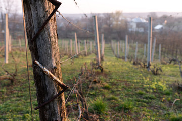 Vineyards details in early spring, gardening in the village