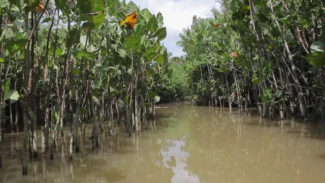Inside view of a red wooden boat sailing on a small "igarape" river surrounded by aquatic plants "Aninda" (Montrichardia linifera) in the Amazon rainforest on sunny summer day. Environment, ecology.