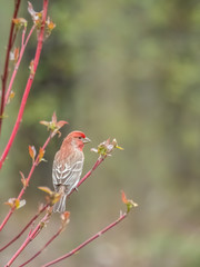 male house finch sitting in tree