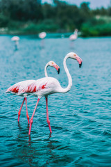 Two pink flamingos, a large and smaller one, stand in the water, side view. In the background is a blue pond. Copy space