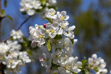 White flowers of apple tree. Detailed view.