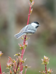 black-capped chickadee sitting in tree