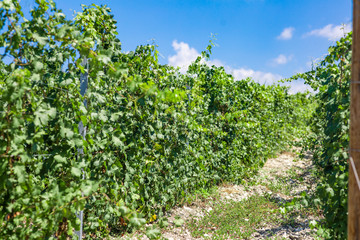Fototapeta na wymiar Green grapes in a vineyard in France, Bordeaux