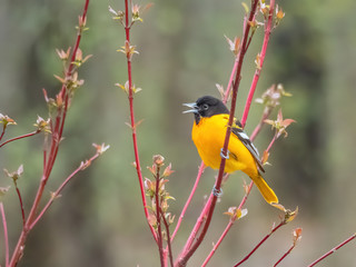 Obraz premium Baltimore oriole singing in tree