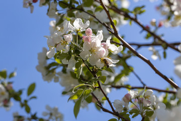 A bee on a white flower of an apple tree. Detailed view.