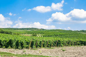 Fototapeta na wymiar Green grapes in a vineyard in France, Bordeaux