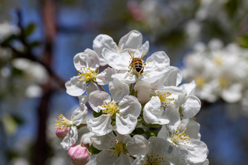 Fototapeta na wymiar A bee on a white flower of an apple tree. Detailed view.