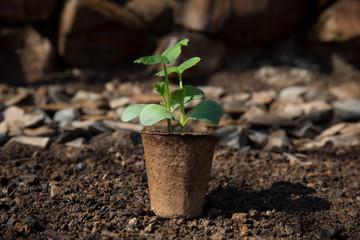 Pumpkin seedlings in a garden. Sunny spring day.