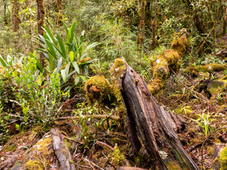 Obraz premium Der Tropische Bergwald am Cerro de la Muerte bei einer Wanderung durch das Savegre Tal in Costa Rica.