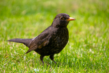 A Eurasian Blackbird (Turdus merula)