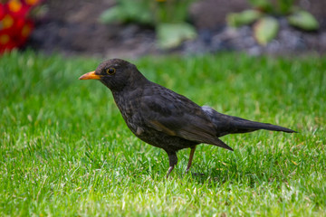 A Eurasian Blackbird (Turdus merula)