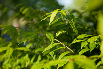 Bright green foliage in shallow depth of field. Green leaves and branches in sunlight against a blurry background.
