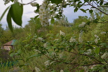 tree in the garden