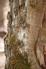 Fototapeta premium tree bark texture