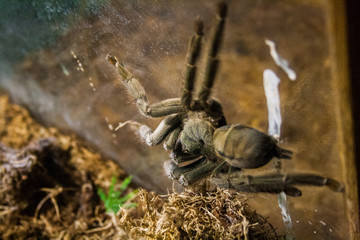 Big spider in the terrarium
