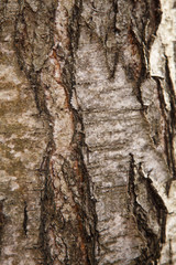 tree bark texture