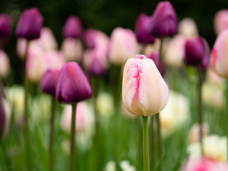 Blooming pink tulips in the park