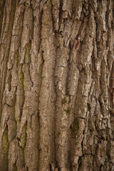 tree bark texture