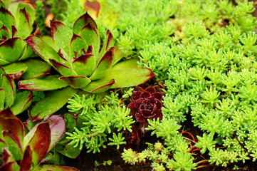 Little creeping Sedum and red and green Stone Roses (Sempervivum or houseleeks) at an Alpine Slide....