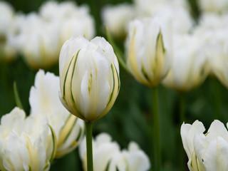 Blooming white tulips in the park