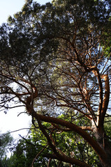 trees and sky in the forest