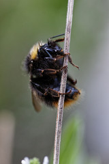 bourdon
